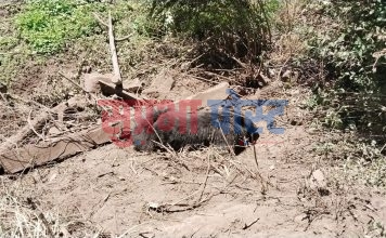 नाम्खा–४ याल्वाङमा काडेतारमा फसेको भालु, उद्धारको लागि वन कार्यलयको टोलि जिल्लाबाट प्रस्थान